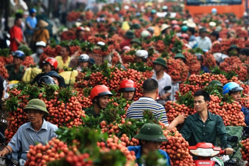 越南荔枝龍眼獲準(zhǔn)出口美國