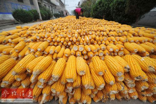 中國大量進(jìn)口烏克蘭玉米 英媒：美國玉米受冷落