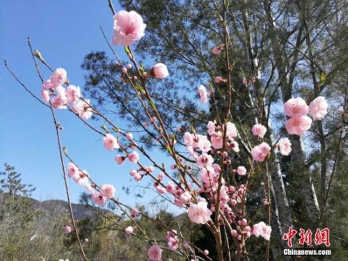 人工智能還能這么玩！識(shí)花神器讓你三秒告別“花癡”